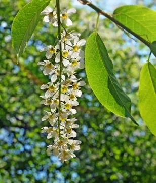 Spring. Bird cherry flowers. Stock Photos