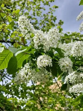 In spring, bird cherry, or Prunus padus, grows and blooms in nature. Its deli Fotos Stock
