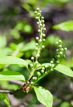Spring bird cherry tree flowers Stock Photos