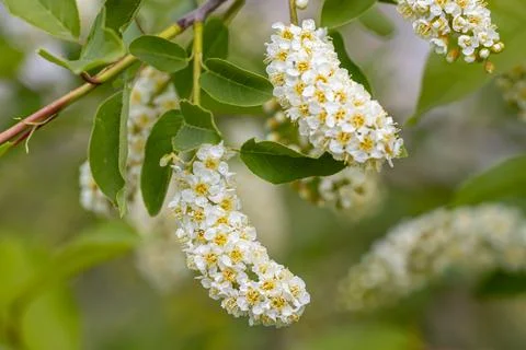 In spring, bird-cherry tree (Prunus padus) grows and blooms in nature Stock Photos