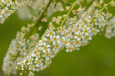In spring, bird-cherry tree (Prunus padus) grows and blooms in nature Stock Photos