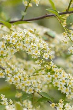 In spring, bird-cherry tree (Prunus padus) grows and blooms in nature Stock Photos