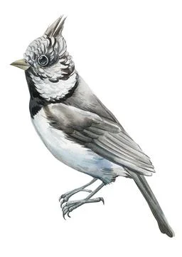 Spring Bird isolated white background. Watercolor hand-painted bird illustration Stock Illustration