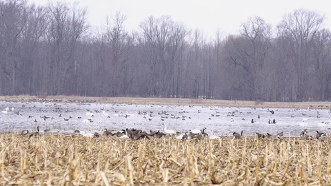 Spring Bird Migration Tundra Swans Snow Geese And Canada Geese Stock Footage 105933936
