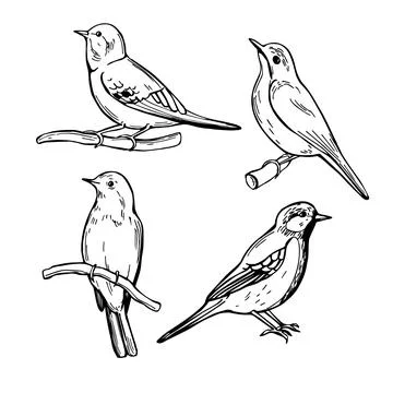 Spring birds. Vector  illustration. Stock Illustration
