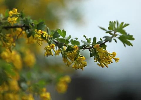 Spring blackcurrant bloom, yellow branches with flowers Stock Photos