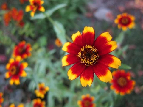 Spring Blanket Flower Stock Photos