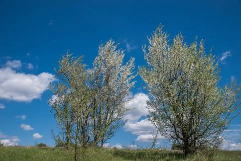 Spring bloom against the blue cloudy sky. Blooming wild plum. Foto stock