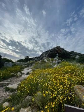 Spring Bloom at Agioi Saranta, Protaras  Golden Wildflowers Covering Rocky .. Stock Photos