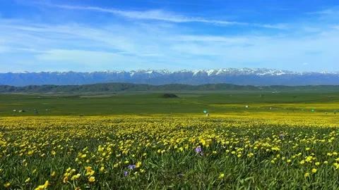 Spring Bloom In Alpine Grasslands With Snow Peaks Видео 333672871