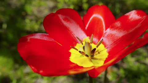 Spring Bloom And Growth Concept, Vibrant Red Tulip Flower With Yellow Center Vidéo 334608286