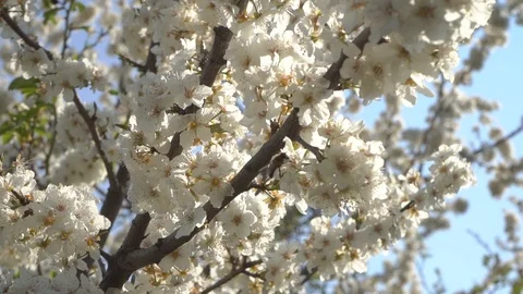 Spring bloom and insects Stock Footage 106033148
