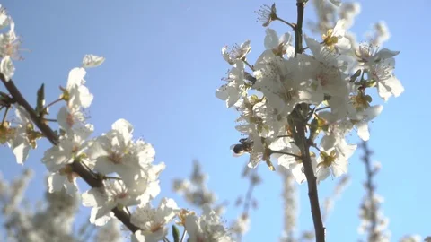 Spring bloom and insects Stock Footage 106033149