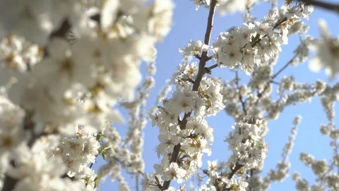 Spring bloom and insects Stock Footage 106033175