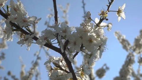 Spring bloom and insects Stock Footage 106033185