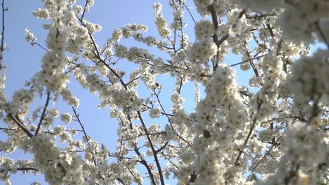 Spring bloom and insects Stock Footage 106033190