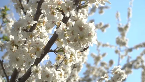 Spring bloom and insects Stock Footage 106033256