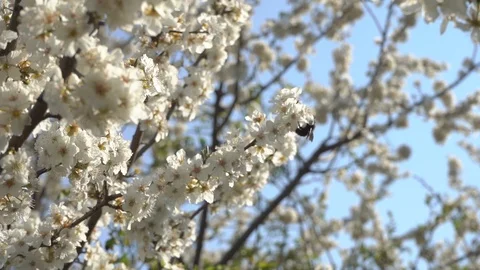 Spring bloom and insects Stock Footage 106033318