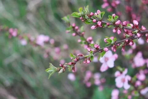 Spring bloom arrival new leaves and buds soft Stock Photos