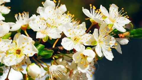 Spring bloom b roll fruit tree Stock Footage 129926492