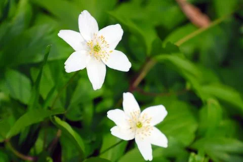 Spring Bloom: Beautiful White Anemone Flowers in Lush Greenery for Nature D.. Stock Photos