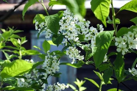 Spring bloom: blooming bird cherry branch against the background of a rusti.. Stock Photos