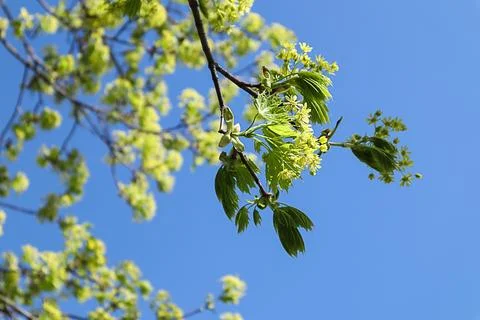 Spring bloom: blooming maple branch against blue sky Stock Photos