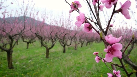 Spring bloom. Blossom peach orchard. Blooming fruit garden with pink flowers. Stock Footage 171412962