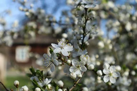 Spring bloom: blossoming cherry trees against the backdrop of a country house Stock Photos