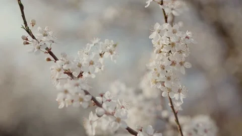 Spring bloom blown by the wind Stock Footage 195105877
