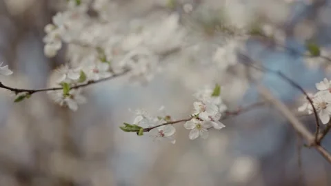 Spring bloom blown by the wind Stock Footage 195105899