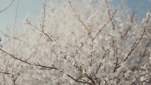 Spring bloom blown by the wind Stock Footage 195105958