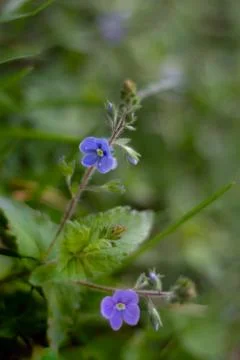 Spring bloom of a blue flower  Stock Photos