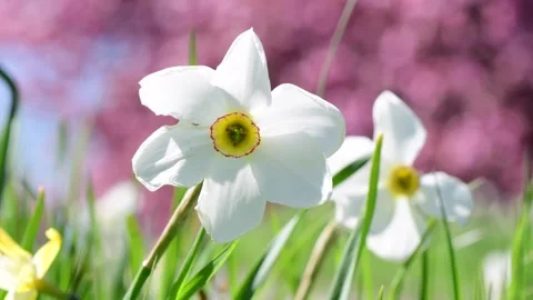 Spring bloom bokeh selective focus perfect spring weather Stock Footage 254796487