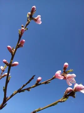 Spring bloom branches of a peach tree.  Stock Photos