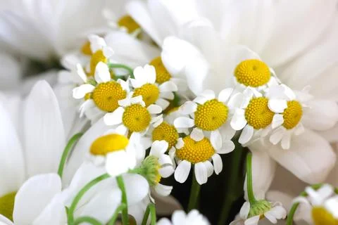 Spring Bloom: Close-Up of Vibrant Daisies for Nature-Themed Design and Print Stock Photos