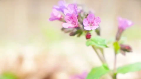 Spring bloom flower lungwort in the forest Видео 152937051
