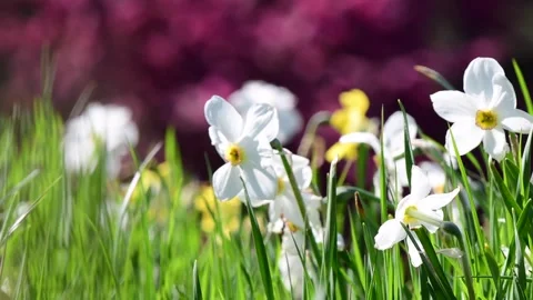Spring bloom flowers close up selective focus cinematic look Stock Footage 258474402