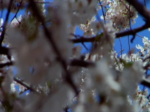 Spring Bloom Stock Footage 127935082