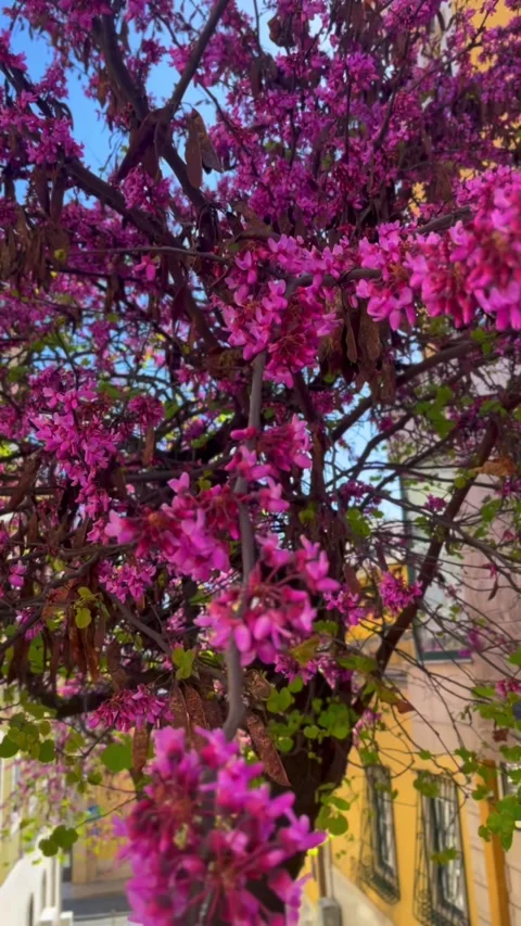 Spring bloom Stock Footage 304362100