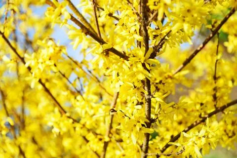 Spring bloom forsythia Stock Photos