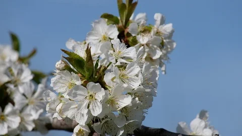 Spring bloom in the fresh cherry orchard Stock Footage 116330402