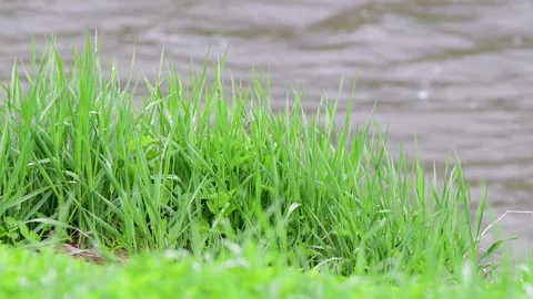 Spring bloom green lush foliage, selective focus Stock Footage 255662608