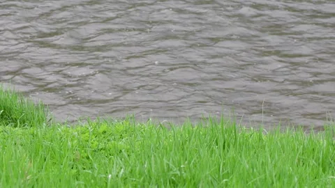 Spring bloom green lush foliage, selective focus Stock Footage 255662657
