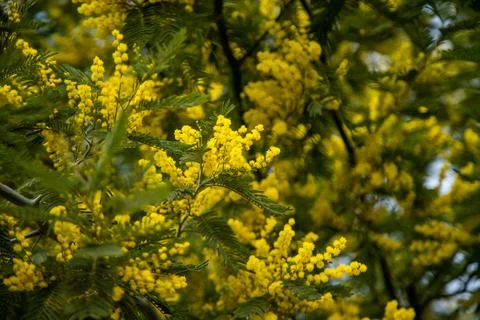 The spring bloom of Mimosa Stock Photos