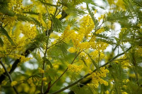 The spring bloom of Mimosa Foto stock