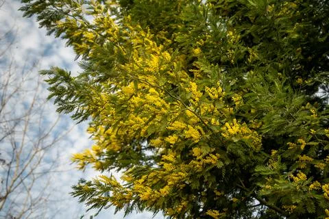 The spring bloom of Mimosa Fotos de archivo