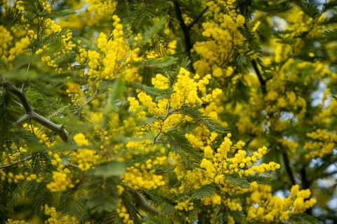 The spring bloom of Mimosa Stock Photos