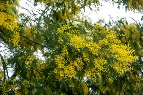 The spring bloom of Mimosa Stock Photos