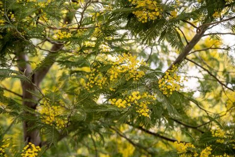 The spring bloom of Mimosa Stock Photos